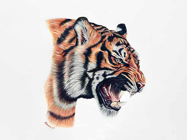the tiger - wild animal drawn