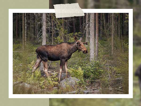Photography - Photos of a young moose by emanuel schweizer